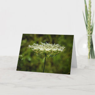 Queen Anne’s Lace, card