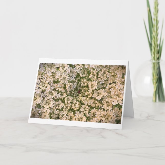 Queen Anne’s Lace, card (Front)