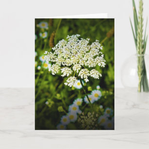 Queen Anne’s Lace, card