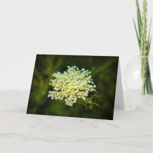 Queen Anne’s Lace, card