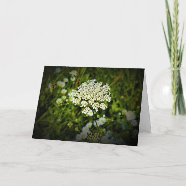 Queen Anne’s Lace, card (Front)