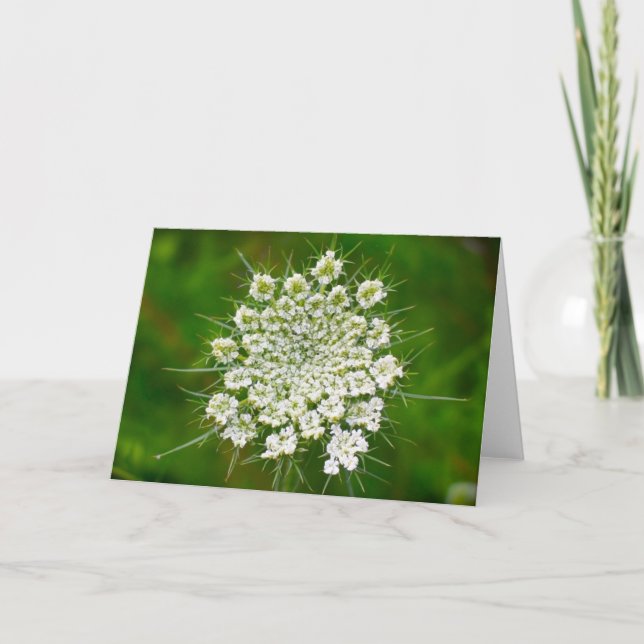 Queen Anne’s Lace, card (Front)