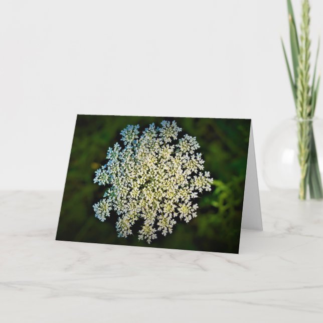 Queen Anne’s Lace, card (Front)