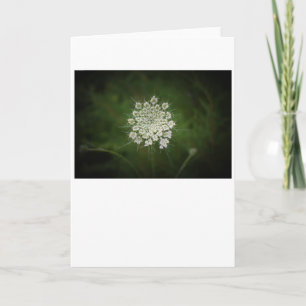 Queen Anne’s Lace, card