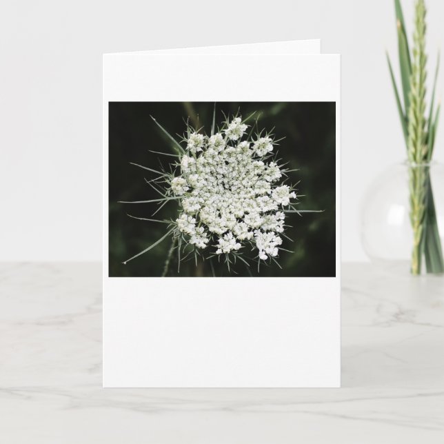 Queen Anne’s Lace, card (Front)