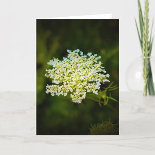 Queen Anne’s Lace, card