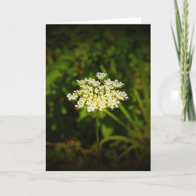 Queen Anne’s Lace, card (Front)