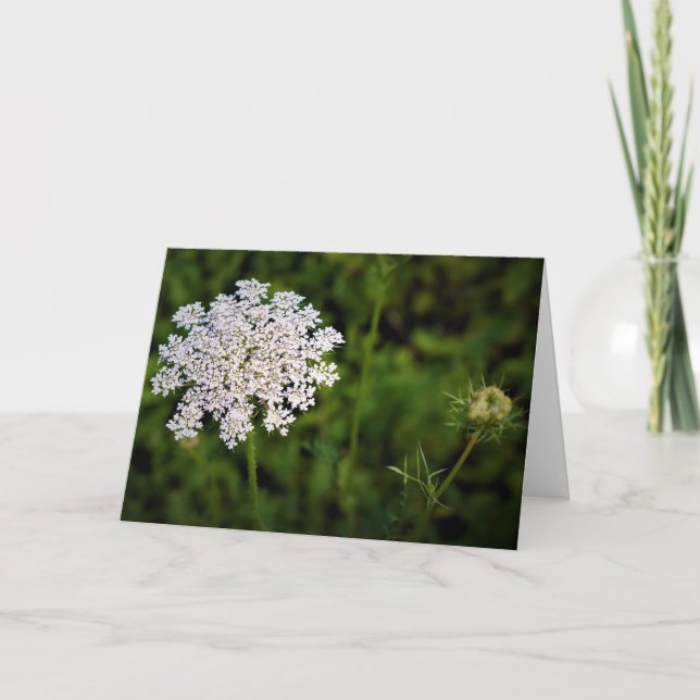 Queen Anne’s Lace, card (Front)