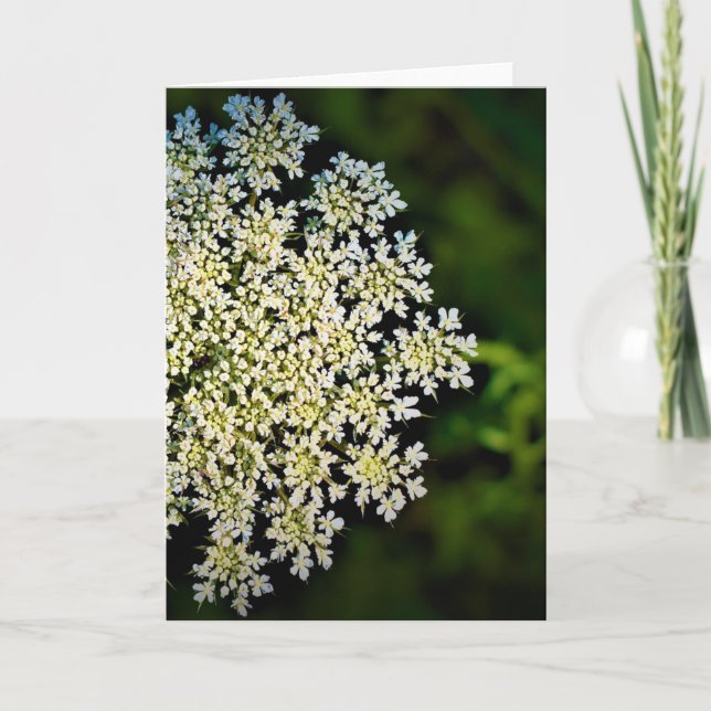 Queen Anne’s Lace, card (Front)