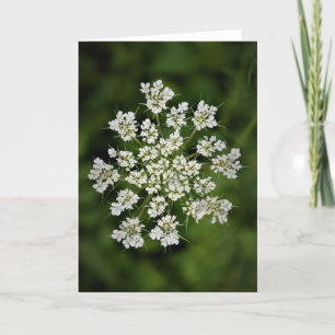 Queen Anne’s Lace, card