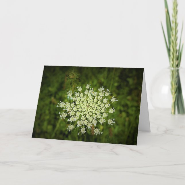 Queen Anne’s Lace, card (Front)