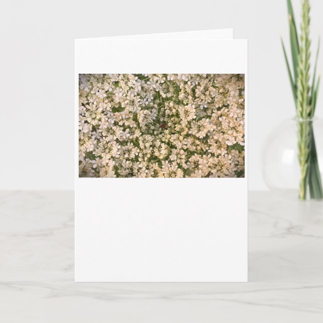 Queen Anne’s Lace, card (Front)