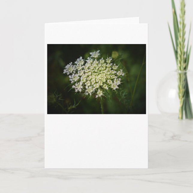 Queen Anne’s Lace, card (Front)