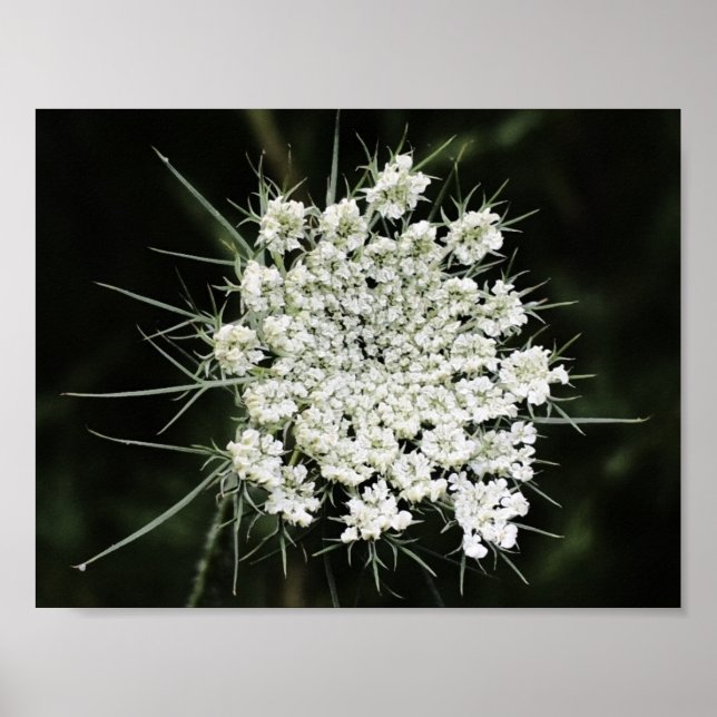 Queen Anne’s Lace, Poster (Front)