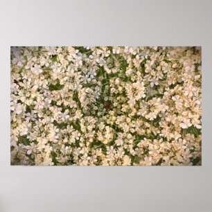 Queen Anne’s Lace, Poster