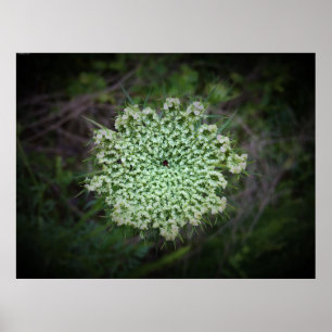 Queen Anne’s Lace, Poster