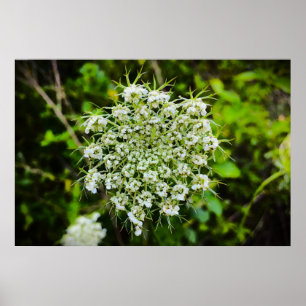 Queen Anne’s Lace, Poster