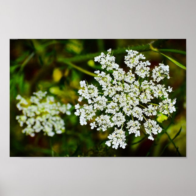 Queen Anne’s Lace, Poster (Front)