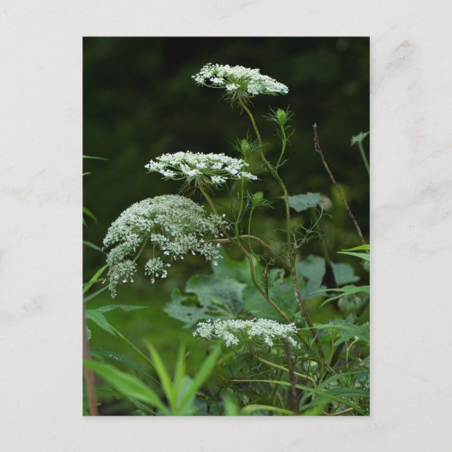 Queen Anne's La ce Wildflower - Daucus carota Invitation Postcard (Front)