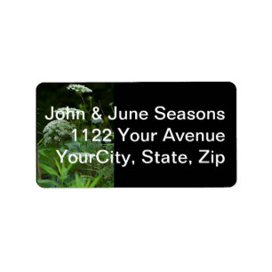 Queen Anne's La ce Wildflower - Daucus carota Label