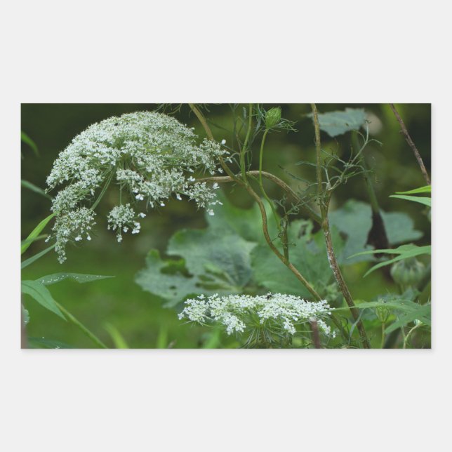 Queen Anne's La ce Wildflower - Daucus carota Rectangular Sticker (Front)