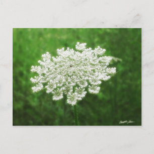 Queen Anne's Lace 1 (Wild Carrot) Postcard