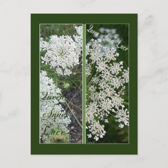 QUEEN ANNE'S LACE BOOKMARKS POSTCARD (Front)