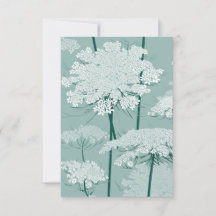 Queen Annes Lace
