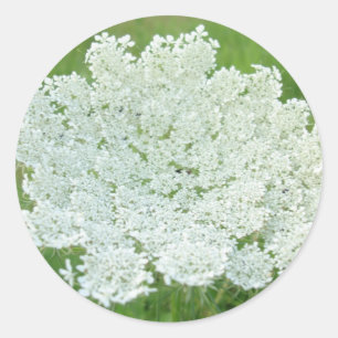 Queen Annes Lace Classic Round Sticker