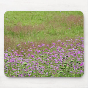 Queen Anne's Lace Daucus carota) growing Mouse Pad