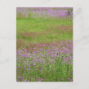 Queen Anne's Lace Daucus carota) growing Postcard