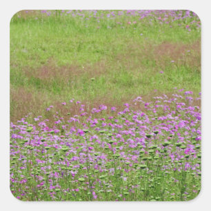 Queen Anne's Lace Daucus carota) growing Square Sticker