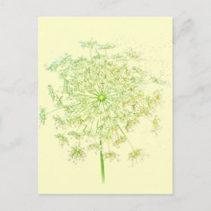 Queen Anne's Lace Gifts and Favours Postcard