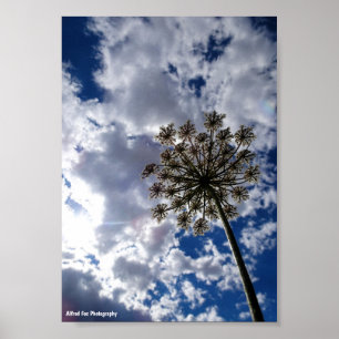 Queen Anne's Lace in Cloudy Skies Poster