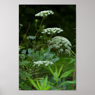 Queen Anne's Lace in Summer Poster