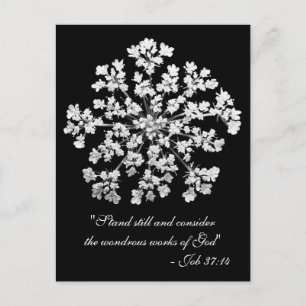 Queen Anne's Lace Job 37:14 Postcard