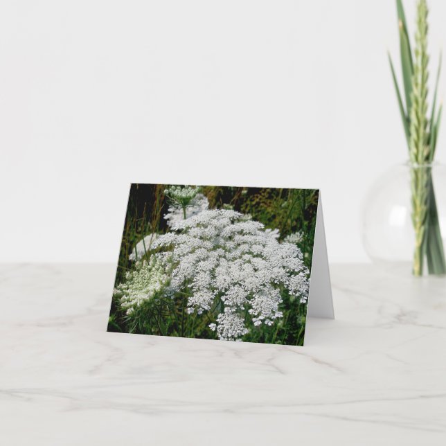 Queen Anne's Lace Note Card (Front)