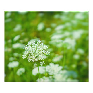 Queen Anne's Lace Photo Print