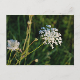 Queen Anne's Lace Postcard