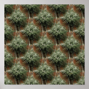 Queen Anne's Lace.... Poster