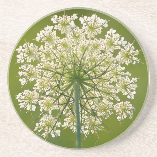 Queen Anne's Lace Sandstone Coaster (Front)