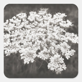 Queen Anne's Lace Square Sticker