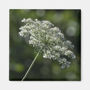 Queen Anne's Lace White Wildflower Magnet