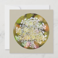 Queen Anne's Lace Wild Flora on Coral Reef