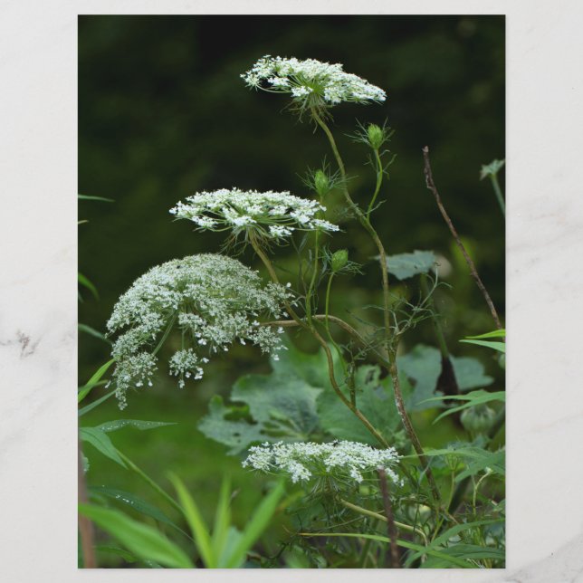 Queen Anne's Lace Wildflower in Summer (Front)