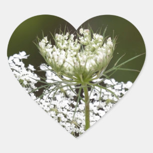Queen Ann's Lace Heart Sticker