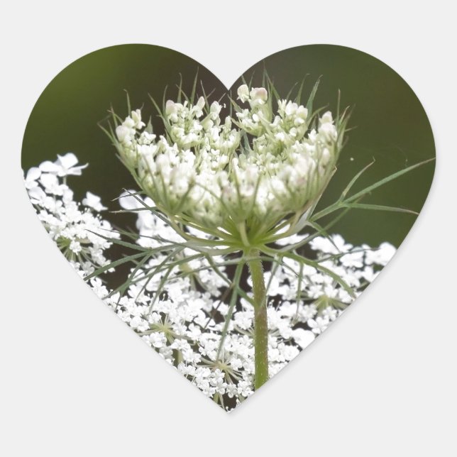 Queen Ann's Lace Heart Sticker (Front)