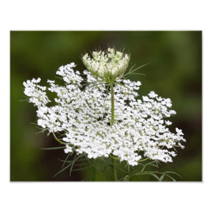 Queen Ann's Lace Photo Print