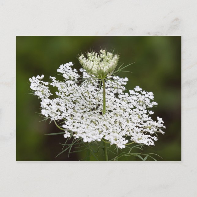 Queen Ann's Lace Postcard (Front)
