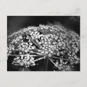 queen ann's lace postcard